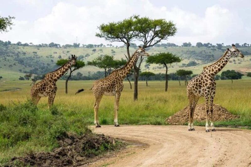 3 Days Maasai Mara Guided Safari from Nairobi - FAQ
