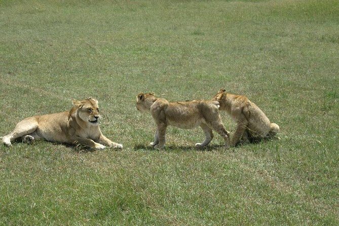 3 Days Maasai Mara Luxury Camping - Introduction: What to Expect from a 3 Days Maasai Mara Luxury Safari