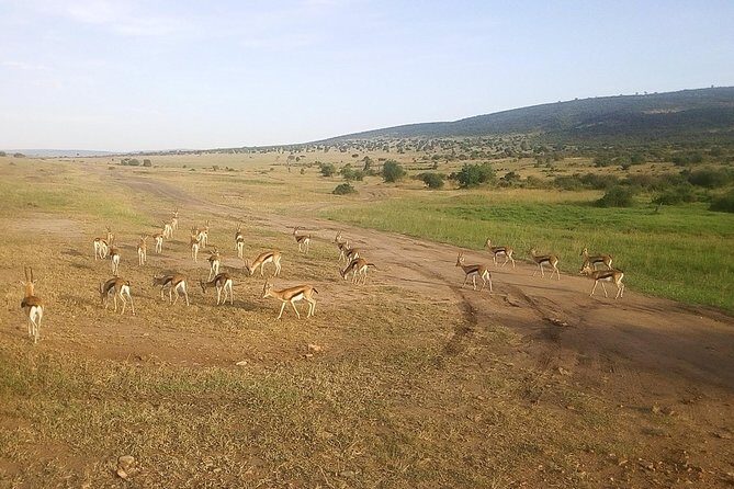 3 Days Maasai Mara Luxury Camping - Transportation and Logistics: What to Know