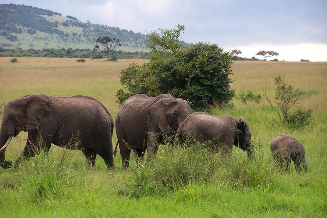 3 Days Maasai Mara Luxury Camping - Optional Extras: Hot Air Balloon Rides