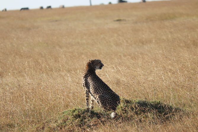 3 Days Maasai Mara Luxury Camping - Cost and Value Analysis