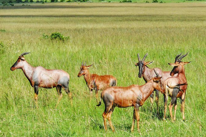 3 Days Maasai Mara Luxury Camping - Final Thoughts: Is This the Safari for You?