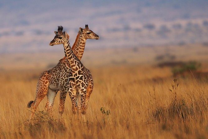 3 days Maasai Mara Luxury Safari - A Close Look at the Itinerary