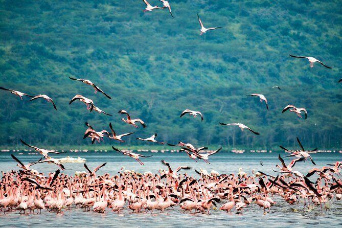 3 days maasai mara migration safari - Key Points  