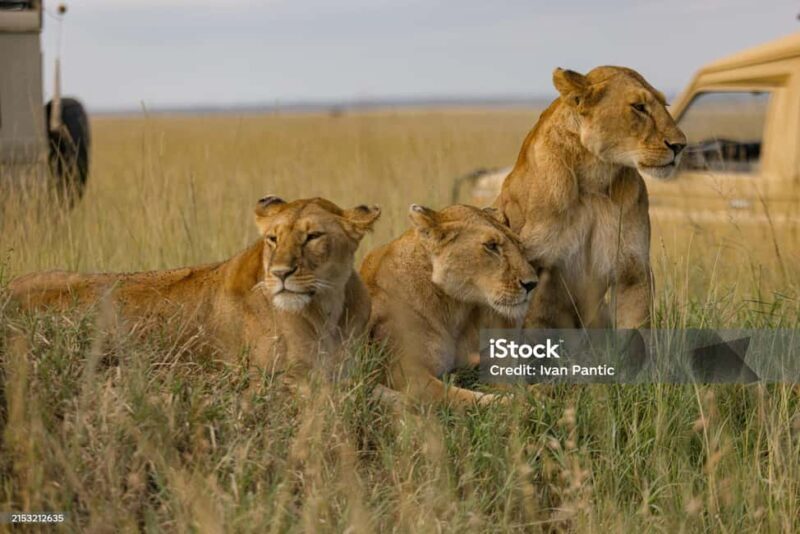 3 DAYS MAASAI MARA PRIVATE BUDGET SAFARI EXPERIENCE - The Accommodation: Budget Tented Camp  