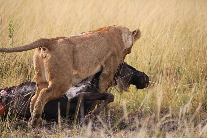 3 days Maasai Mara private safari at Sopa Lodge from Nairobi - Key Points