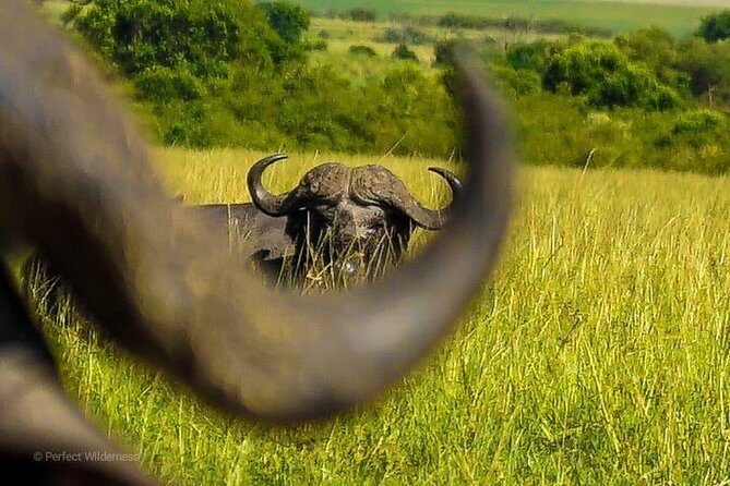 3 days Maasai Mara private safari at Sopa Lodge from Nairobi - Who Will Love This Safari?