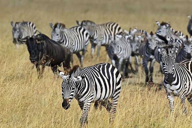 3 days Maasai Mara private safari at Sopa Lodge from Nairobi - FAQ