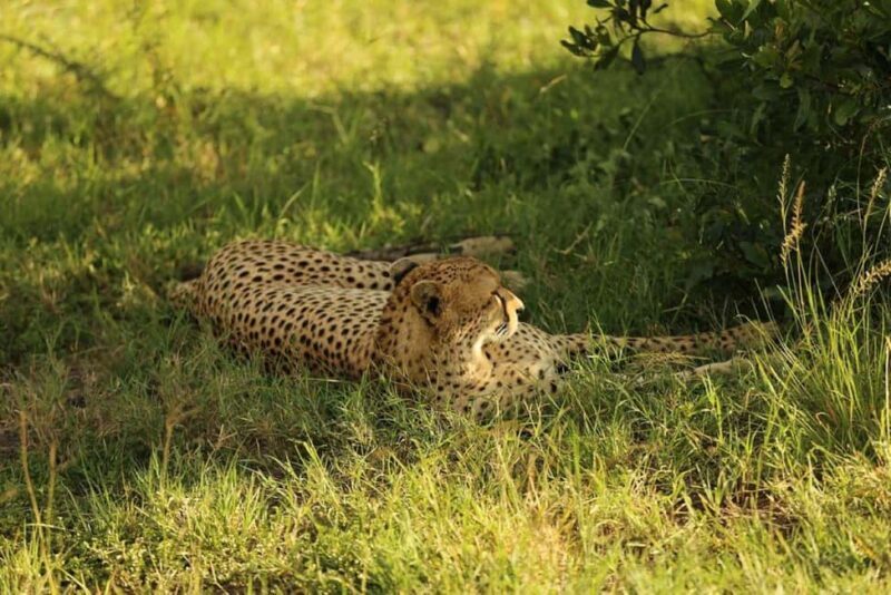 3 Days Maasai Mara Private Safari from Nairobi - FAQ