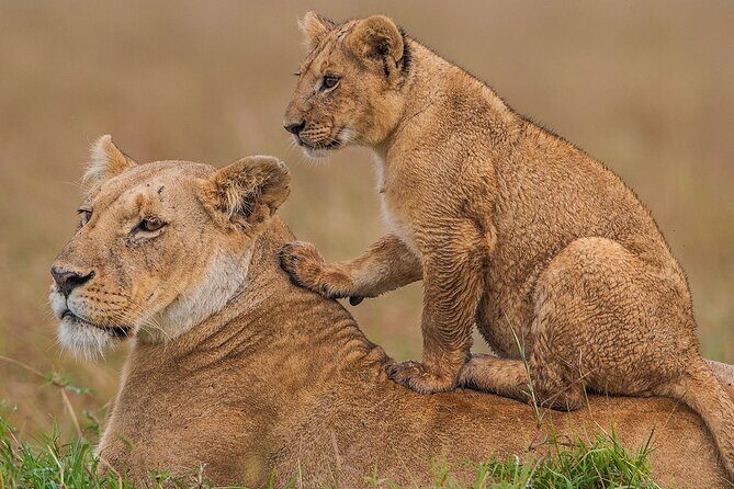 3 Days Maasai Mara Safari - Exploring the Maasai Mara: What the Tour Offers