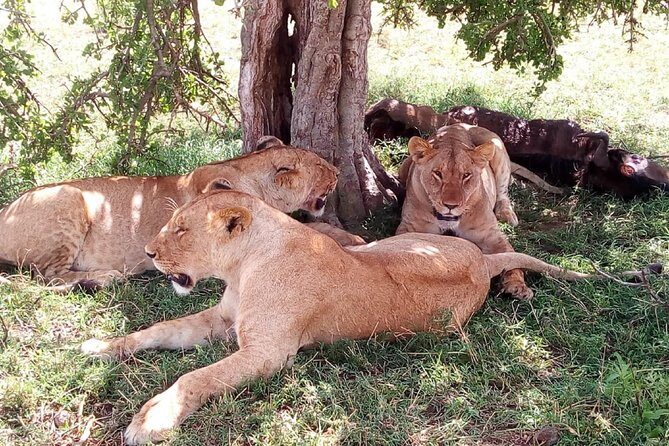 3 days Maasai Mara safari from Nairobi - Key Points
