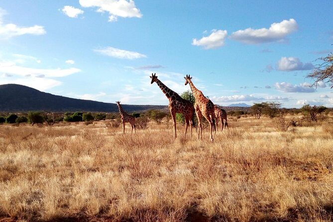 3 days Maasai Mara safari from Nairobi - The Sum Up