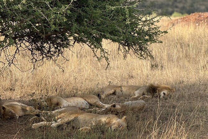 3 Days Maasai Mara Safari With Special Rates - Introduction: Why This Maasai Mara Safari Stands Out