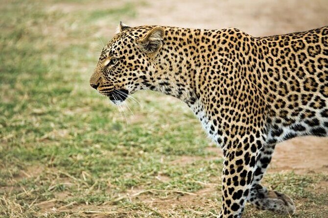 3 Days Maasai Mara Small Group Safari in a 4 x4 Land Cruiser Jeep - Frequently Asked Questions