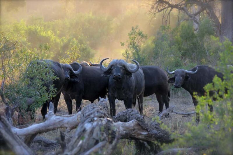 3 Days Maasai Mara Small Group Safari- Jambo Mara Lodge - Key Points