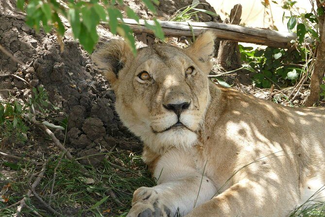 3 days Maasai Mara wildebeest migration safari - Introduction: A Well-Rounded Kenyan Safari Experience