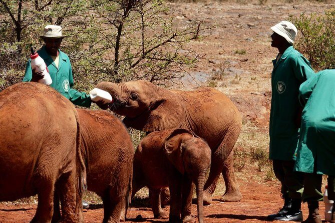 3 days Maasai Mara wildebeest migration safari - What’s Included & What’s Not