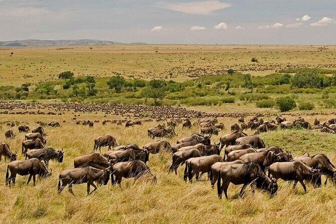 3 Days Mara Jambo Shared Safari Adventure - The Itinerary Breakdown: What to Expect