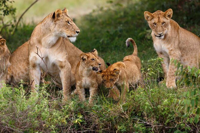 3 Days Masaai Mara budget safari - The Details of the 3-Day Maasai Mara Safari
