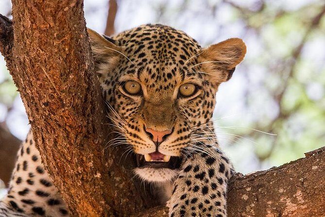 3 Days Masai Mara - Analyzing the Cost and Value