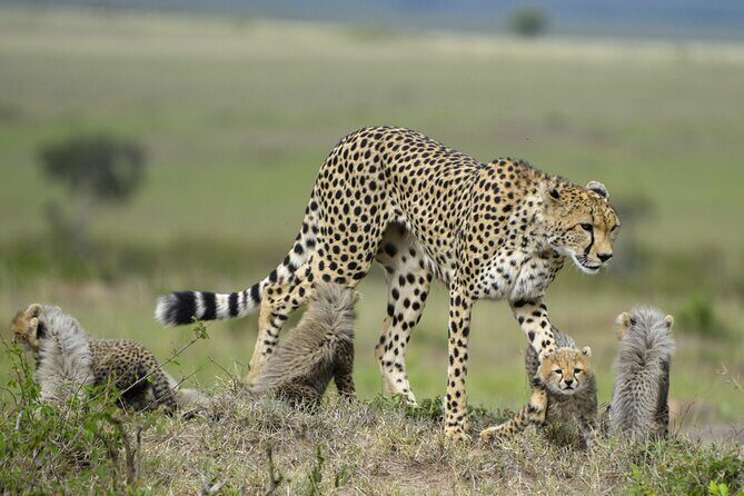 3-Days Masai Mara 4 x 4 Safari from Nairobi - Day 1: Arrival and first game drive