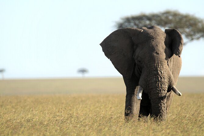 3-Days Masai Mara 4 x 4 Safari from Nairobi - Day 3: Morning game drive and return to Nairobi