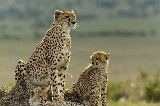 3 Days Masai Mara Budget Camping Safari Experience - Key Points