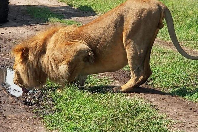 3 Days Masai Mara Budget Camping Safari Experience - The Itinerary Breakdown