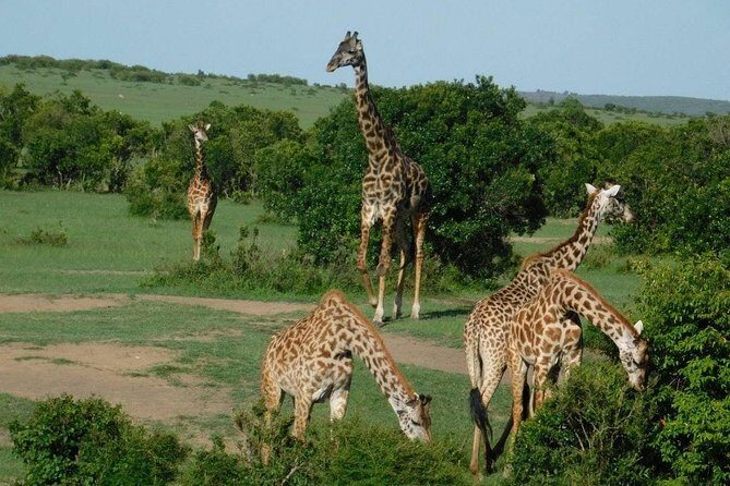 3 Days Masai Mara Budget Cruiser Shared Safari & Maasai Village - Key Points