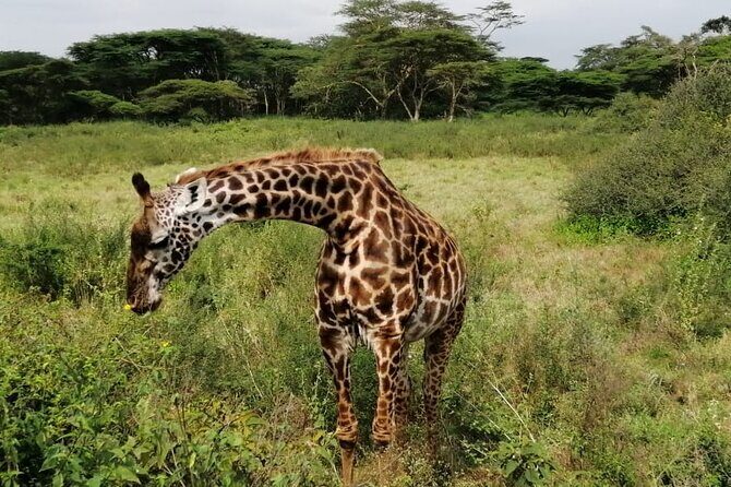3 Days Masai Mara Budget Cruiser Shared Safari & Maasai Village - A Detailed Breakdown of the 3-Day Maasai Mara Safari