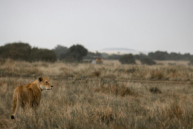 3 Days Masai Mara Budget Cruiser Shared Safari & Maasai Village - Final Thoughts