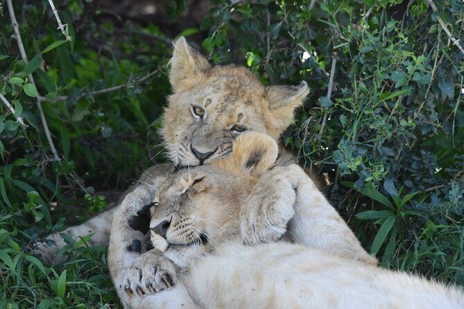 3 Days Masai Mara Camping Safari - The Itinerary in Detail