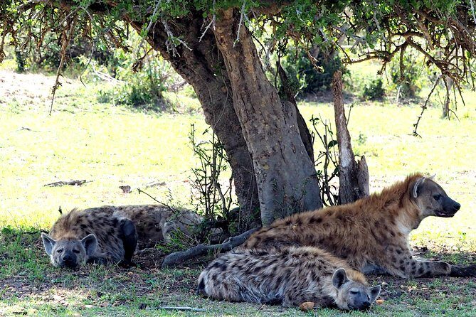 3 Days Masai Mara Camping Safari - Final Thoughts: Who Is This Safari For?