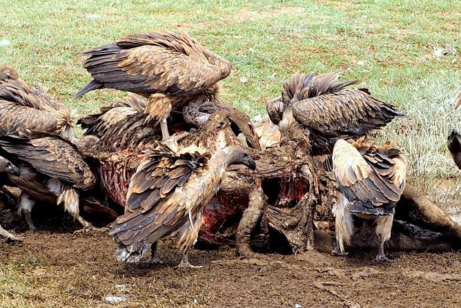 3-days-masai-mara-camping-safari