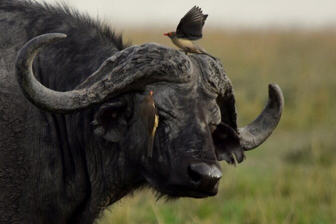 3-days-masai-mara-camping-safari