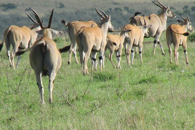 3 days Masai Mara - Is It Worth the Price?