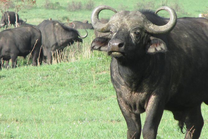 3 days Masai Mara - Final Thoughts