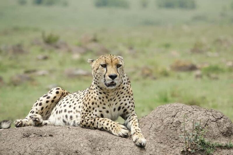 3 Days Masai Mara Daily Group Safari (Park fees excluded) - Introduction