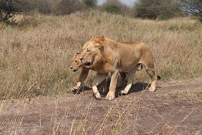 3 Days Masai Mara Experience - Key Points