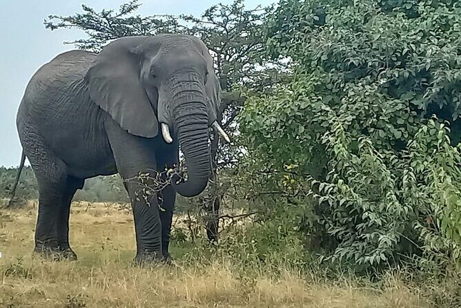 3 Days Masai Mara Experience - Detailed Breakdown of the Itinerary