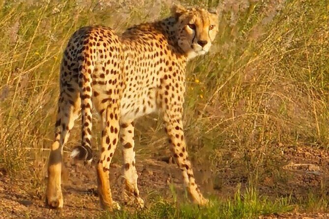 3 Days Masai Mara Experience - Practical Tips for Travelers