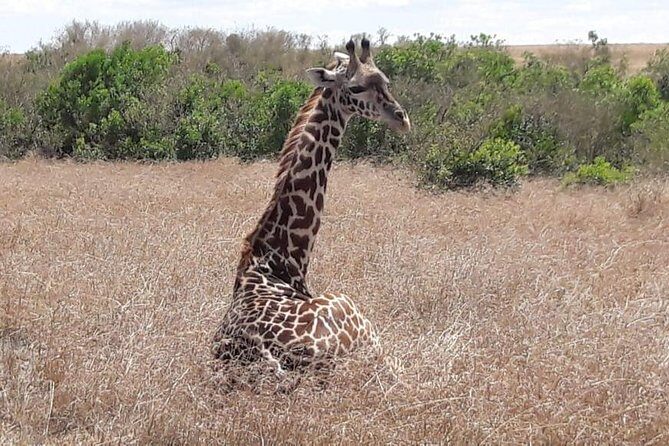 3 Days Masai Mara Experience - Introduction: What is the 3 Days Maasai Mara Experience?  