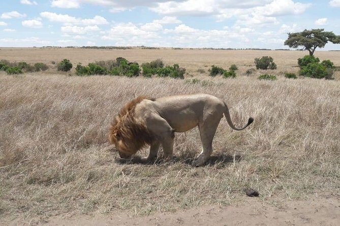 3 Days Masai Mara Experience - Authentic Experiences from Past Travelers  