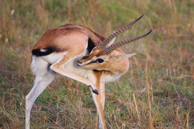 3 Days Masai Mara Flight Safari - The Itinerary Breakdown