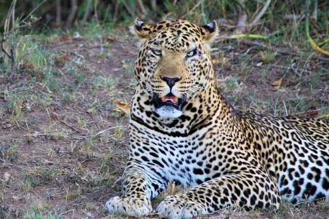 3 Days Masai Mara Flight Safari - Authentic Experiences and Guest Insights