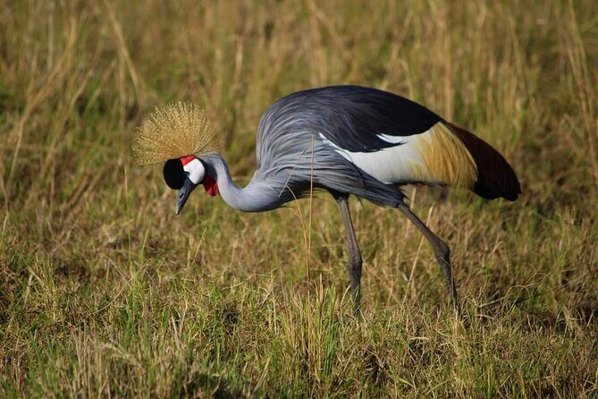 3 Days Masai Mara Flight Safari - Who is This Safari Best For?