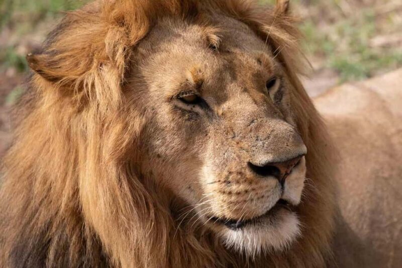 3 Days Masai Mara Gamedrive Safari on 4x4 Landcruiser Jeep - Key Points