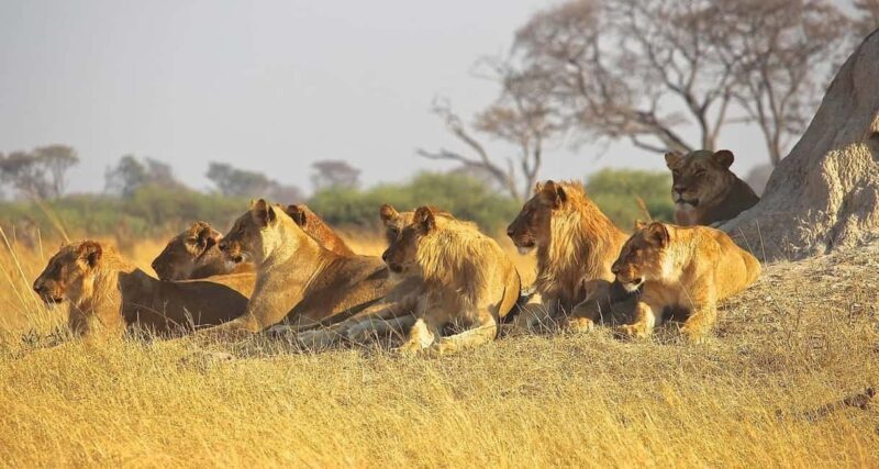 3 Days Masai Mara Gamedrive Safari on 4x4 Landcruiser Jeep - An In-Depth Look at the 3-Day Masai Mara Safari