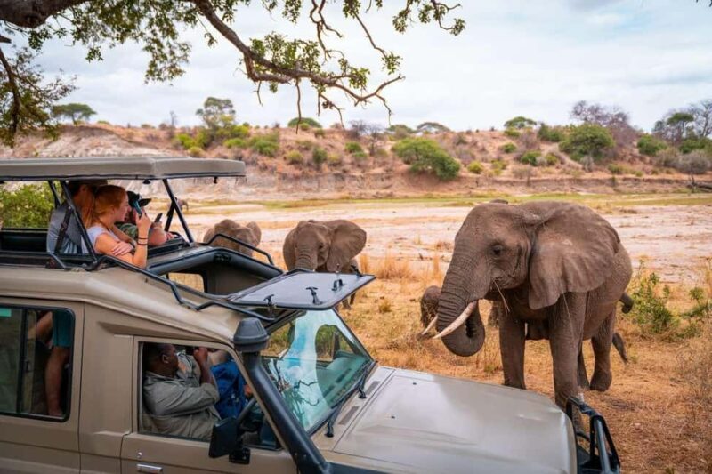 3 Days Masai Mara Gamedrive Safari on 4x4 Landcruiser Jeep - Authentic Insights from Past Travelers
