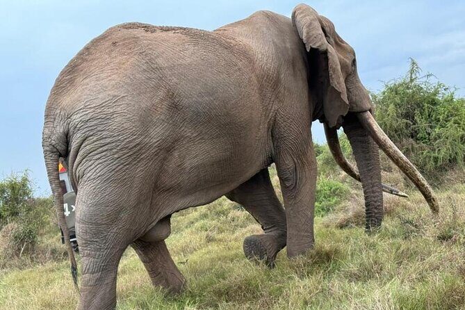 3 Days Masai Mara Group Budget safari in 4x4 Jeep Daily Tour - Key Points 
